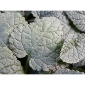 Melissa mandarino – Melissa officinalis ssp. altissima Pianta biologica