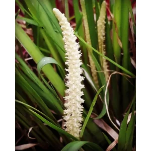 Acorus Gramineus biologico- Piccolo calamo alla liquirizia