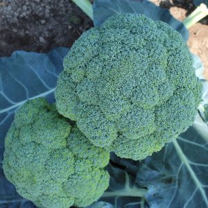 CAVOLO BROCCOLO Cupolone F.1