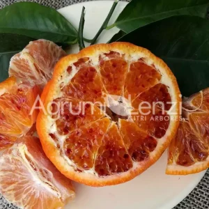 Tarocco Sciara x Clémentine