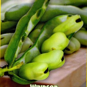 FAVA Windors Sel. 4 Cocci 500 gr.