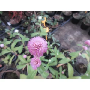 Gomphrena globosa – per il tè