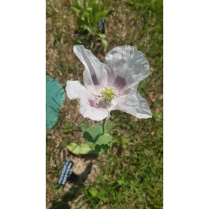 Meconopsis betonicifolia – Papavero dell’Himalaya