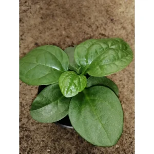 Spinacio di Malabar verde – Basella alba