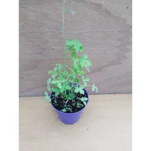 Cryptotaema japonica – Prezzemolo giapponese – Mitsu ba Pianta biologica