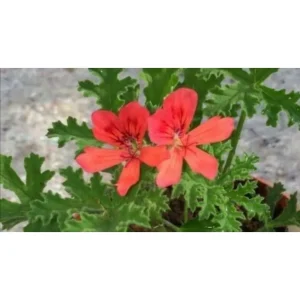 G22 Pelargonium Moores Victory – Profumo di carote