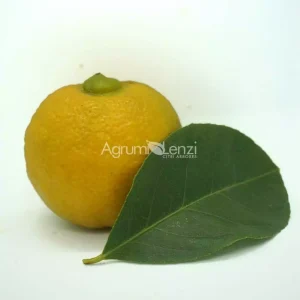 Limette Douche du Pomona (Citrus limetta)