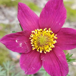 PULSANTILLA VULGARIS – ANEMONE DI PRIMAVERA