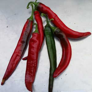 PEPERONE PICCANTE PE9094 F1