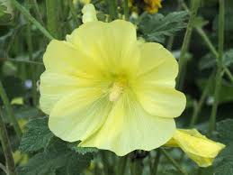 ALCEA RUGOSA – MALVA GIALLA