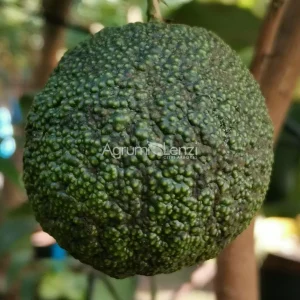 Australian Round Lime 2 (Microcitrus australasica virgata)