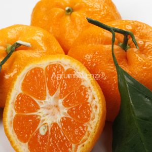Mandarino Satsuma Miyagawa (Citrus unshiu)