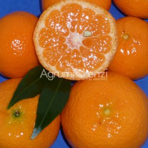 Mandarino Tardivo di Ciaculli (Citrus reticulata)