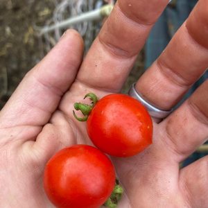 PIANTA DI POMODORO PIENNOLO ROSSO