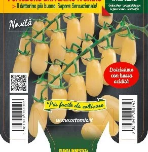 Pomodoro DATTERINO GHIACCIO – innestato