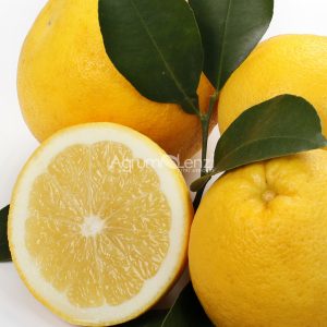 Duncan Grapefruit (Citrus paradisi)