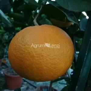 Pomelo Thompson (Citrus paradisi)